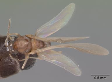 Forelius pruinosus — queen photo 8