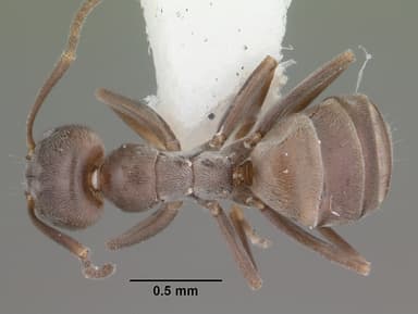 Forelius pruinosus — queen photo 9