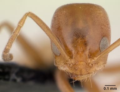 Forelius pruinosus — queen photo 10