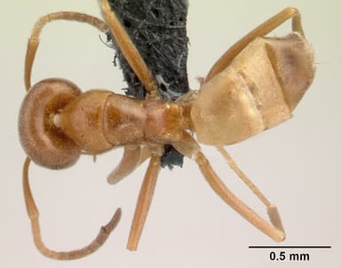 Forelius pruinosus — queen photo 11