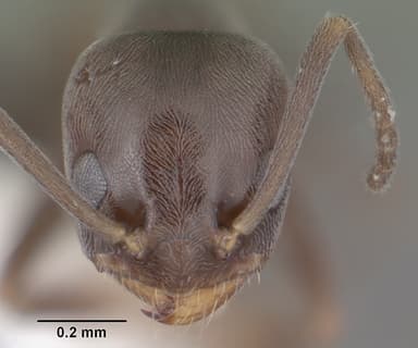 Forelius pruinosus — queen photo 14