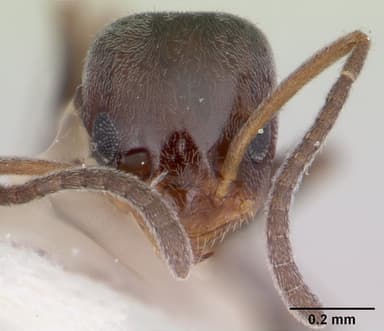 Forelius pruinosus — queen photo 15