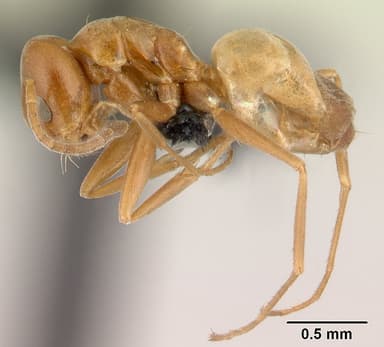 Forelius pruinosus — queen photo 16