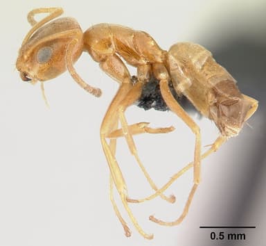 Forelius pruinosus — queen photo 17
