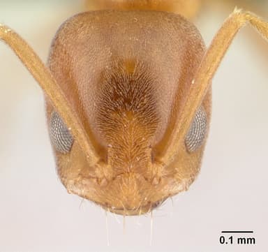 Forelius pruinosus — queen photo 18