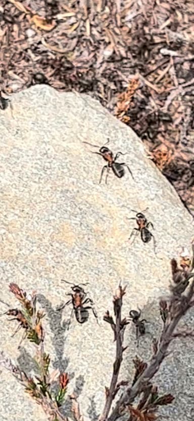 Formica aquilonia photo 27