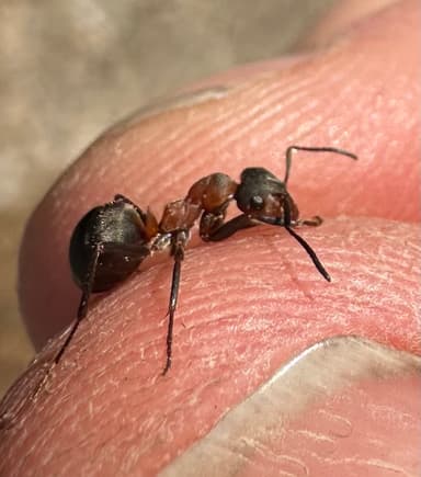 Formica aquilonia — worker photo 43