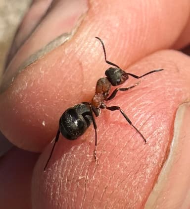 Formica aquilonia — worker photo 44
