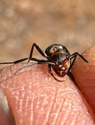 Formica aquilonia — worker photo 45