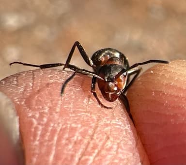 Formica aquilonia — worker photo 46