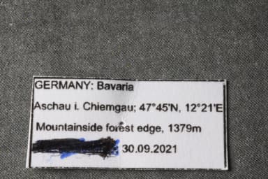 Formica aquilonia photo 65