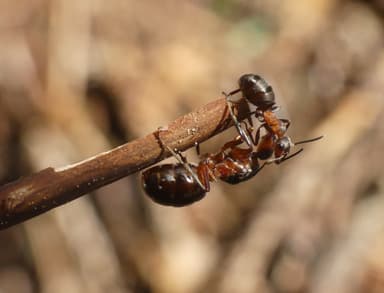 Formica aquilonia — colony photo 87