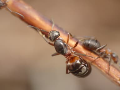 Formica aquilonia — colony photo 88