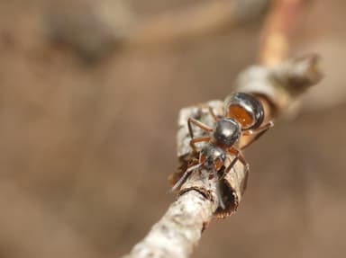 Formica aquilonia — colony photo 89