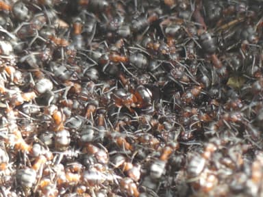 Formica aquilonia — colony photo 90