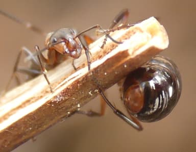 Formica aquilonia — colony photo 92