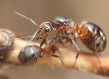 Formica aquilonia — colony photo 93