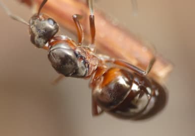 Formica aquilonia — colony photo 94