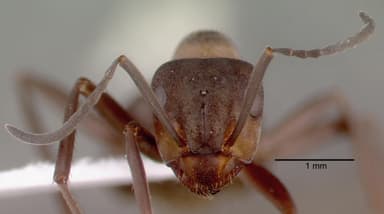Formica aquilonia — queen photo 1