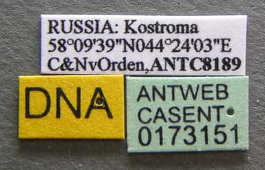 Formica aquilonia photo 3