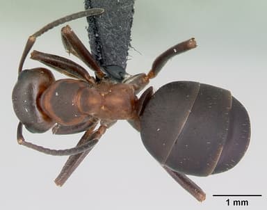 Formica aquilonia — queen photo 8