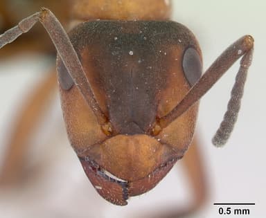 Formica aquilonia — queen photo 9