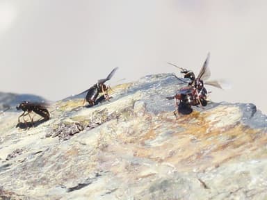 Formica aserva — queen photo 4
