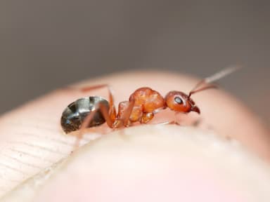 Formica aserva — queen photo 6
