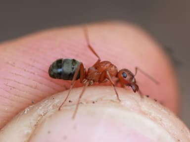 Formica aserva — queen photo 7