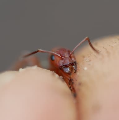 Formica aserva — queen photo 8