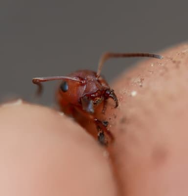 Formica aserva — queen photo 9