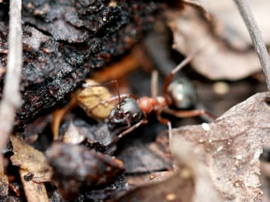 Formica aserva — queen photo 10