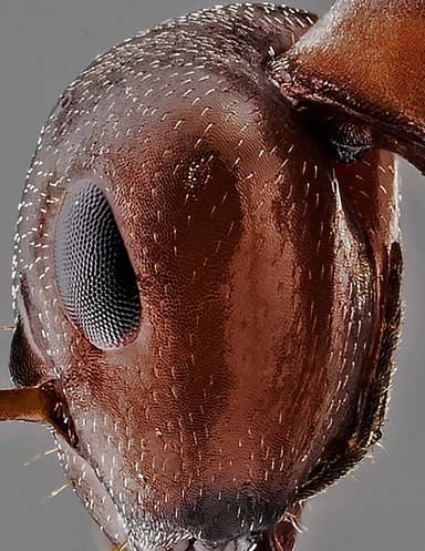 Formica aserva photo 12