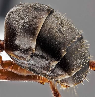Formica aserva photo 14