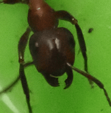 Formica aserva — colony photo 16