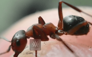 Formica aserva — colony photo 19