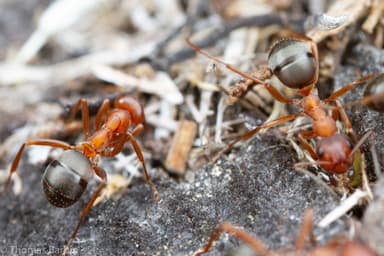 Formica aserva photo 22