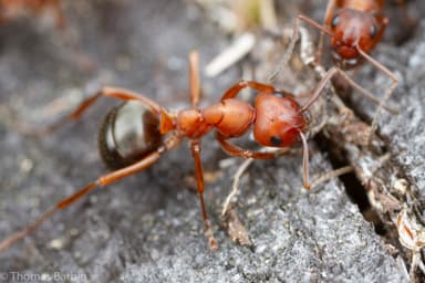Formica aserva photo 23