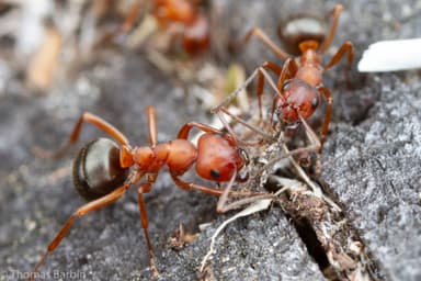 Formica aserva photo 25