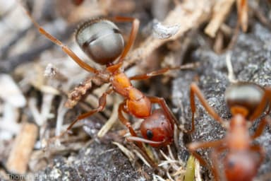 Formica aserva photo 26
