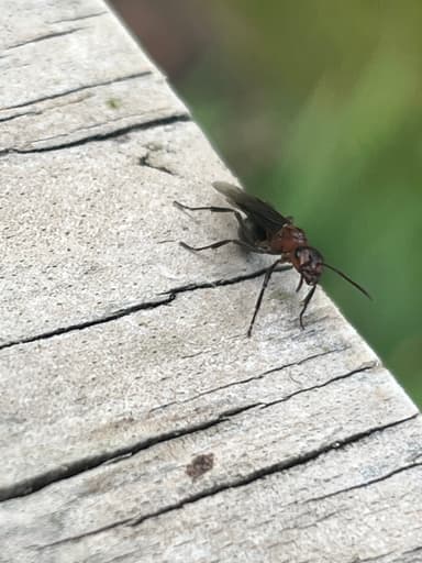 Formica aserva photo 27