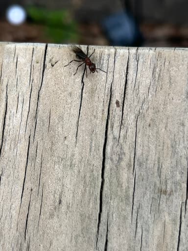 Formica aserva photo 28