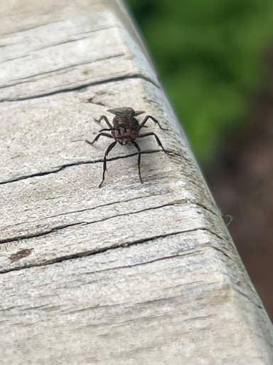 Formica aserva photo 29
