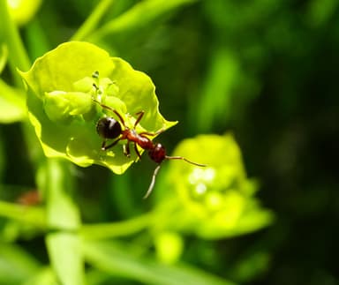 Formica aserva photo 31