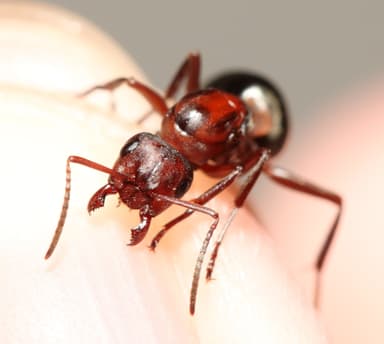 Formica aserva photo 32