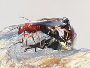 Formica aserva — queen photo 34