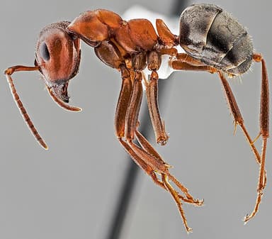 Formica aserva photo 35