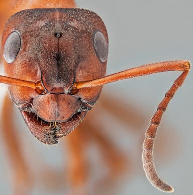 Formica aserva photo 36