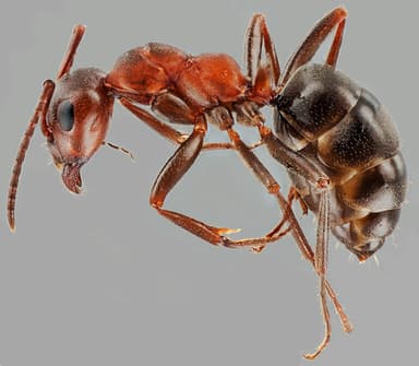 Formica aserva photo 37
