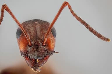 Formica aserva photo 38
